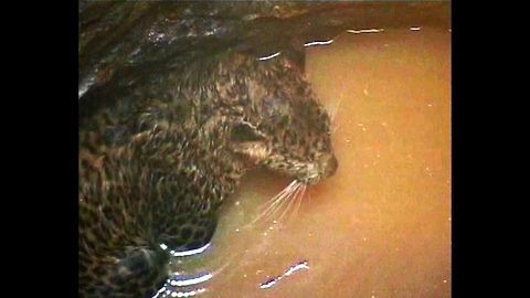 Leopard Rescued From Well