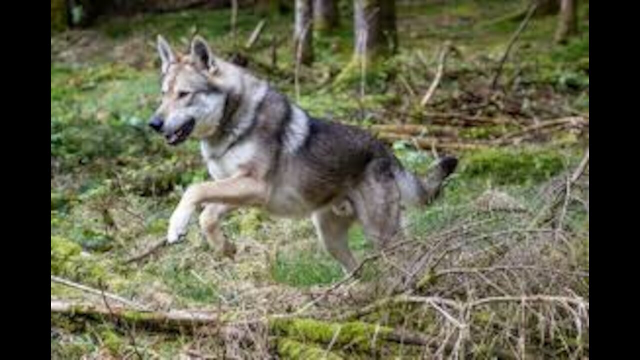 Chien loups/ Canine wolves ...1080HD