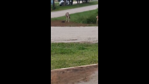 deers eating