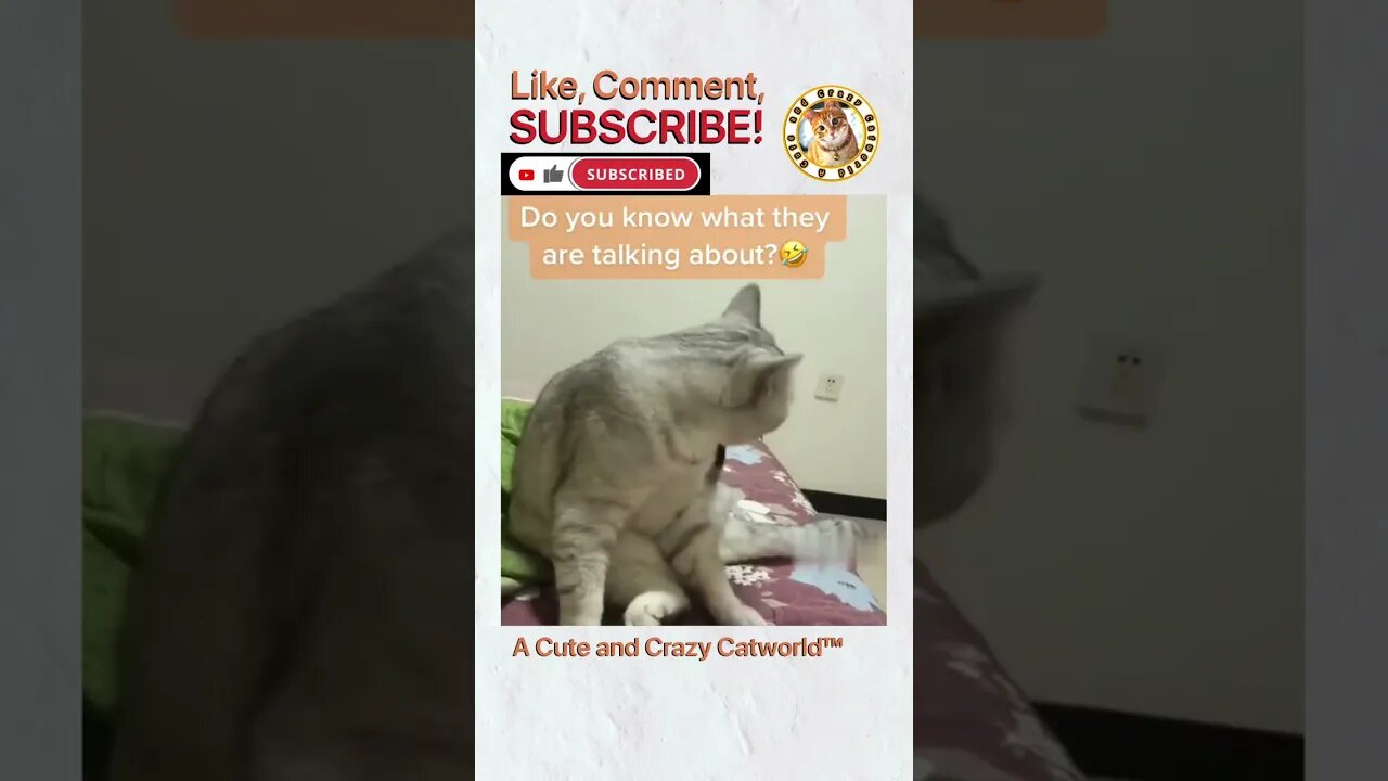 When Cute Cats Start TALKING 😻 (Part 1) #Shorts