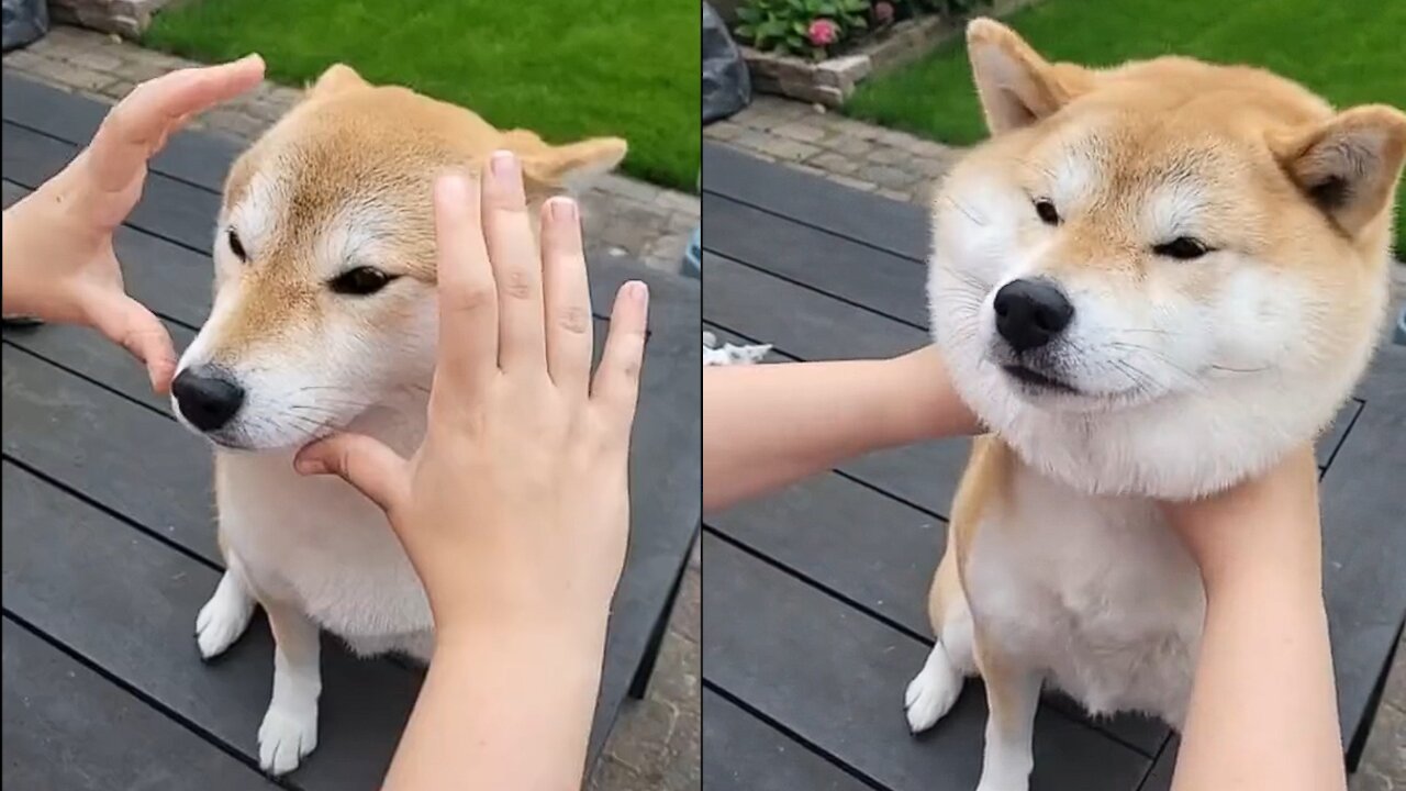 Shiba Inu Tries the snoot challange