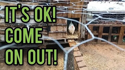 It's OK! Come on Out! - Ann's Tiny Life and Homestead