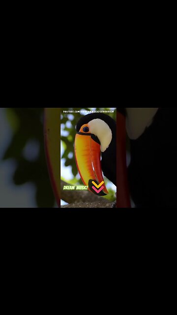 🌿 Relax With the Toucan: Tai Chi Music for Inner Balance and Serenity with nature
