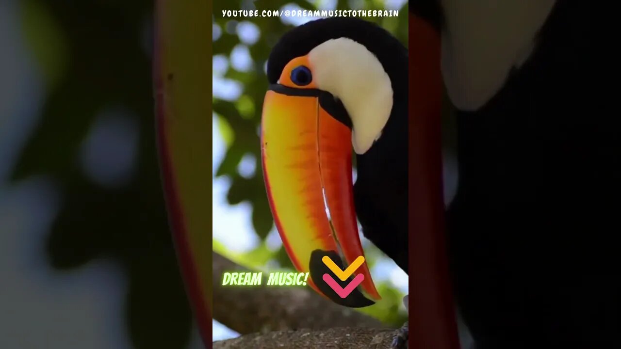 🌿 Relax With the Toucan: Tai Chi Music for Inner Balance and Serenity with nature