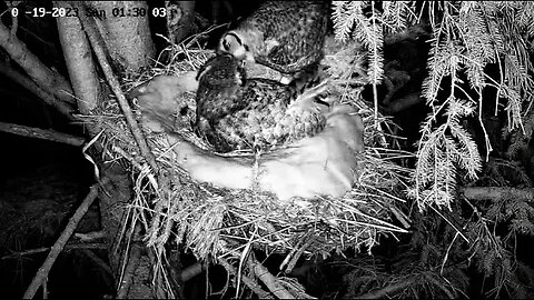 Two Separate Mouse Deliveries 🌲 03/09/23 01:29