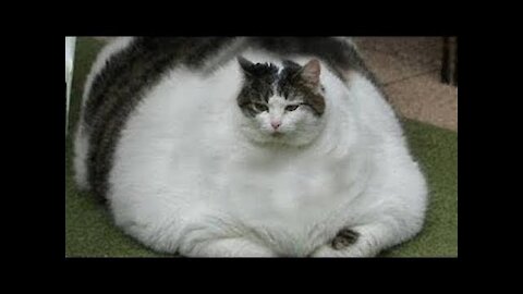Try Not To Laugh ✪ Laughing Cat Video 7