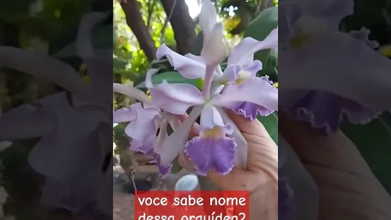 NOMES DE ORQUIDEAS. VOCE SABE?