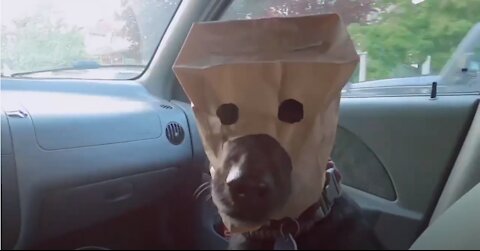 PAPER BAG MAN: FAST AND FURRIOUS (Funny, Viral, Dogs)