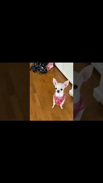 See the Most Adorable Animal Ever - You Won't Believe What Happens Next!