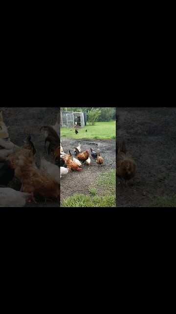 These Chickens Don't Let Some Edge Of Hurricans Winds Get In The Way Of Peanut Time #chickens