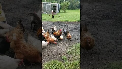 These Chickens Don't Let Some Edge Of Hurricans Winds Get In The Way Of Peanut Time #chickens