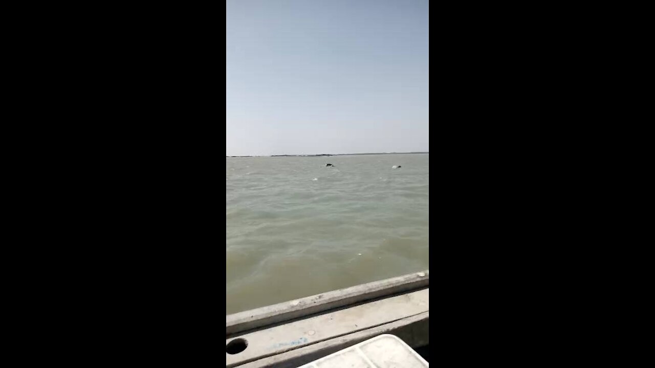 Dolphin jumping ni sea