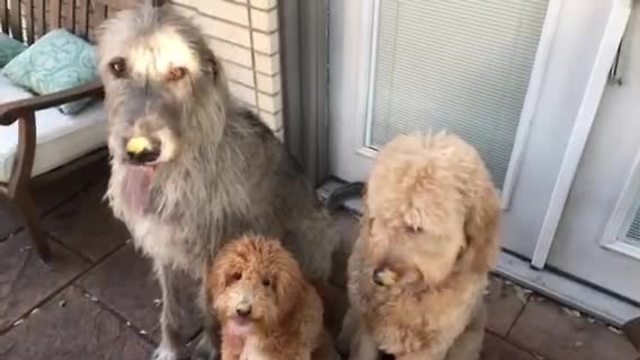 Trio of dogs enjoy their peanut butter