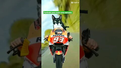 Gato Bartolomeu Tunico andando de moto. 😺