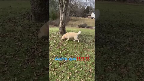 Sailor on the run. @prepperboss, #shorts #prepperboss #goldenretriever