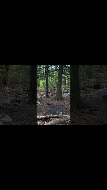 Beautiful hike today on the AT near Clark’s Creek PA #hiking #appalachiantrail