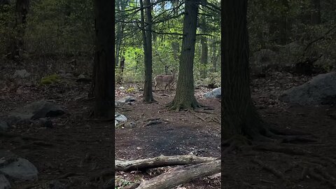 Beautiful hike today on the AT near Clark’s Creek PA #hiking #appalachiantrail