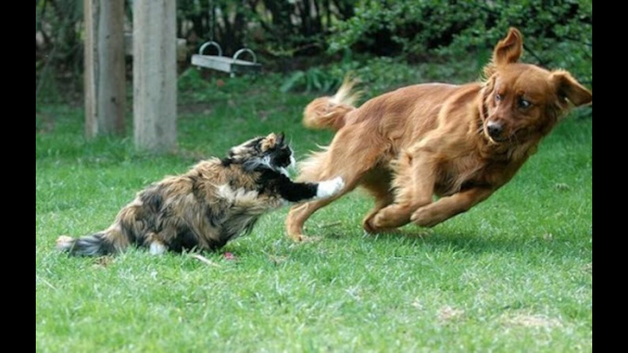 Cat and Dog - [ Crazy running ]