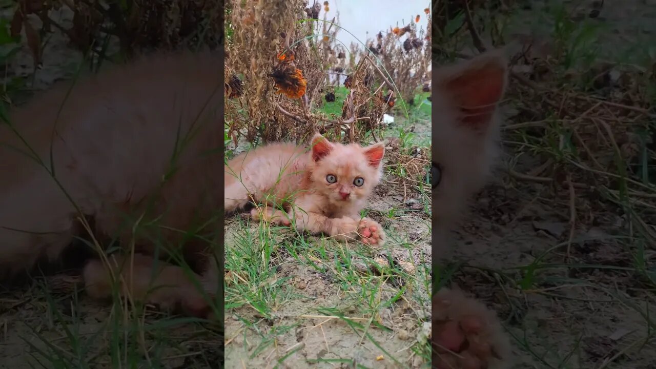 My Naughty Cat Playing Cute Kitty Cats Fight| Cute Babay Cats Fight|#cats#cutecat#funnycats#tiktok