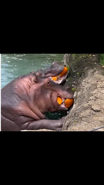 Hungry Hippos Delight in Pumpkin Treats at the Zoo