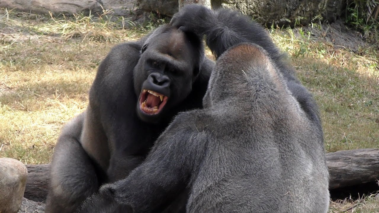 Gorilla Fight