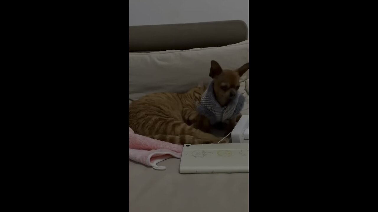 Funny cat videos