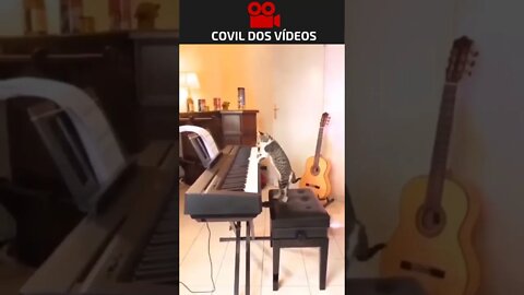 gato pianista