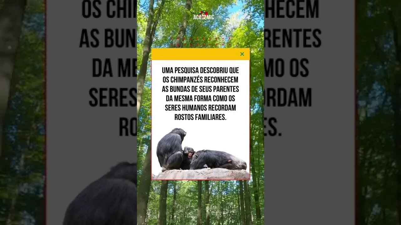 Os chimpanzés reconhecem as bundas da mesma forma que os humanos reconhecem os rostos #shorts