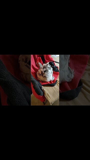 Hen has come in to lay an egg on the chair again #chicken #hens #layingeggs #layinghens #bantams