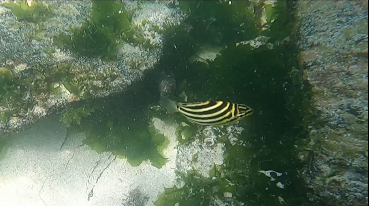 Cute striped fish