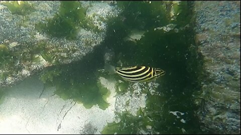 Cute striped fish