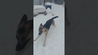 Snow Dog Zoomies