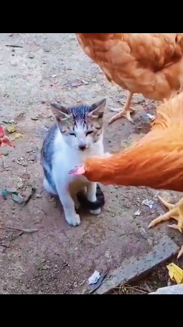 Cat and hen🐔 funny video #shorts