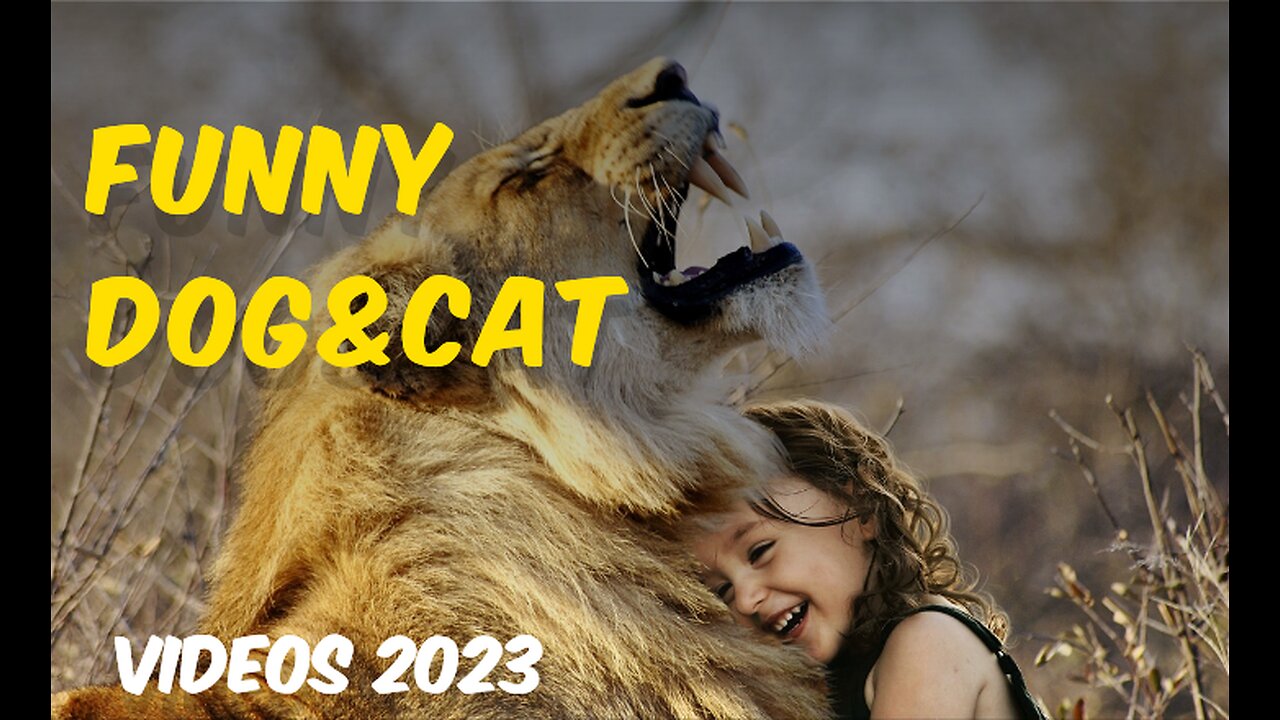 Funny Animals videos