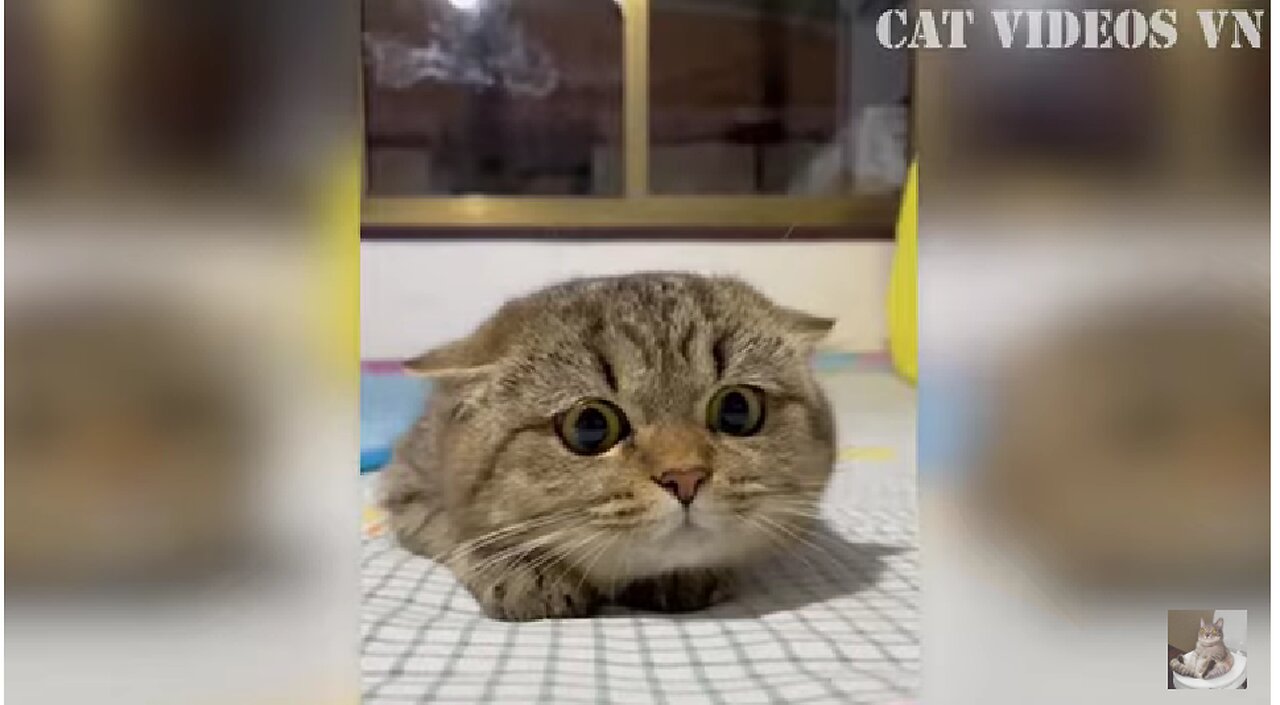funny cat video compilation