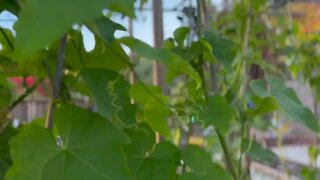 Chayote fruits hanging in the backyard vegetable garden.