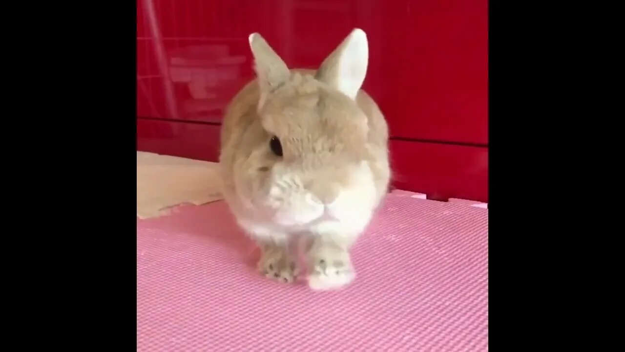 Funny and Cute Baby Bunny Rabbit Videos - Baby Animal Video Compilation