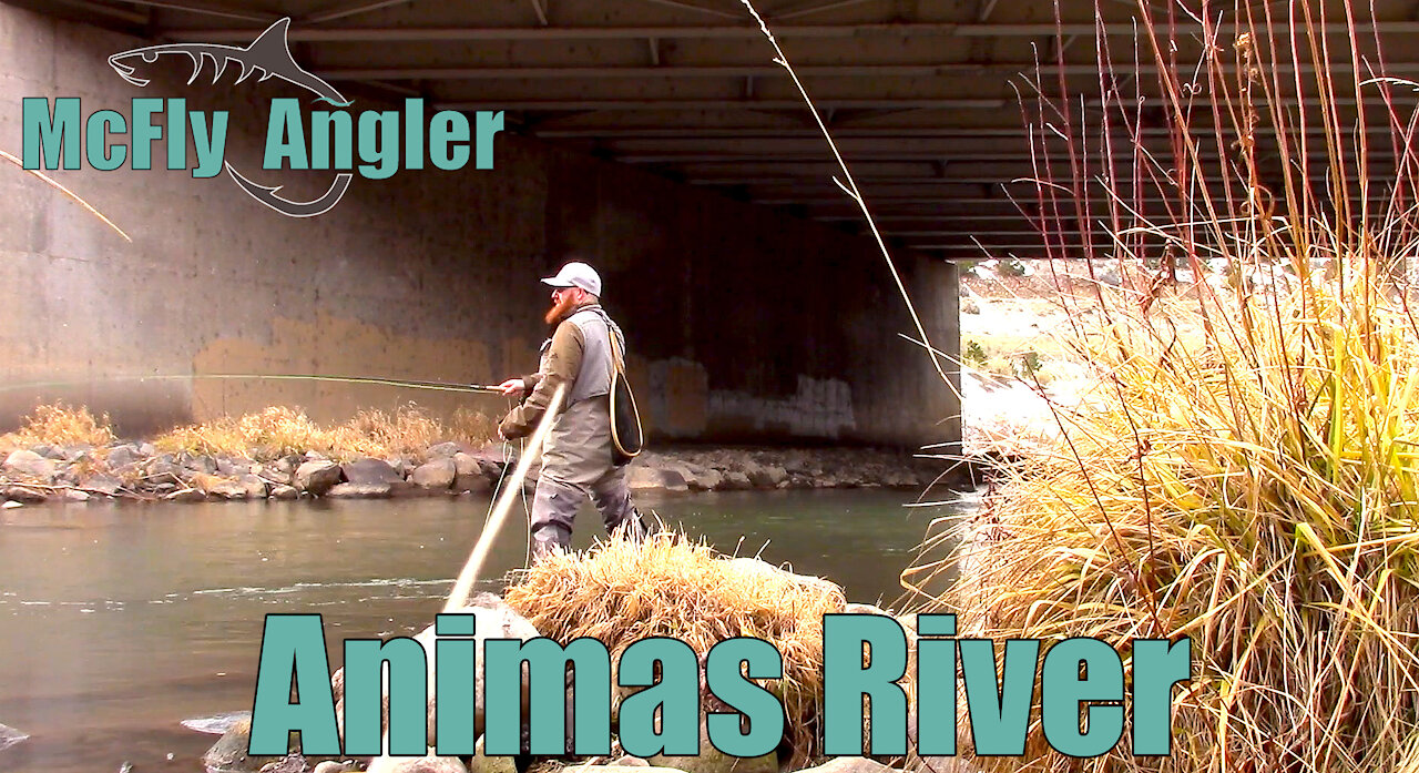 Fly Fishing The ANIMAS River after the EPA spill - McFly Angler Episode 4