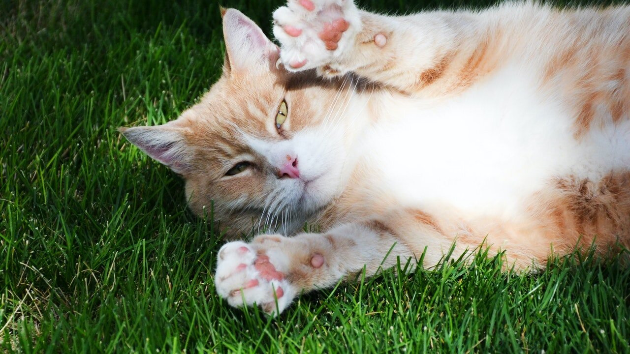 😺 Kitten playing somersaults