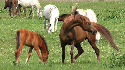 A herd of Arab horses with foals