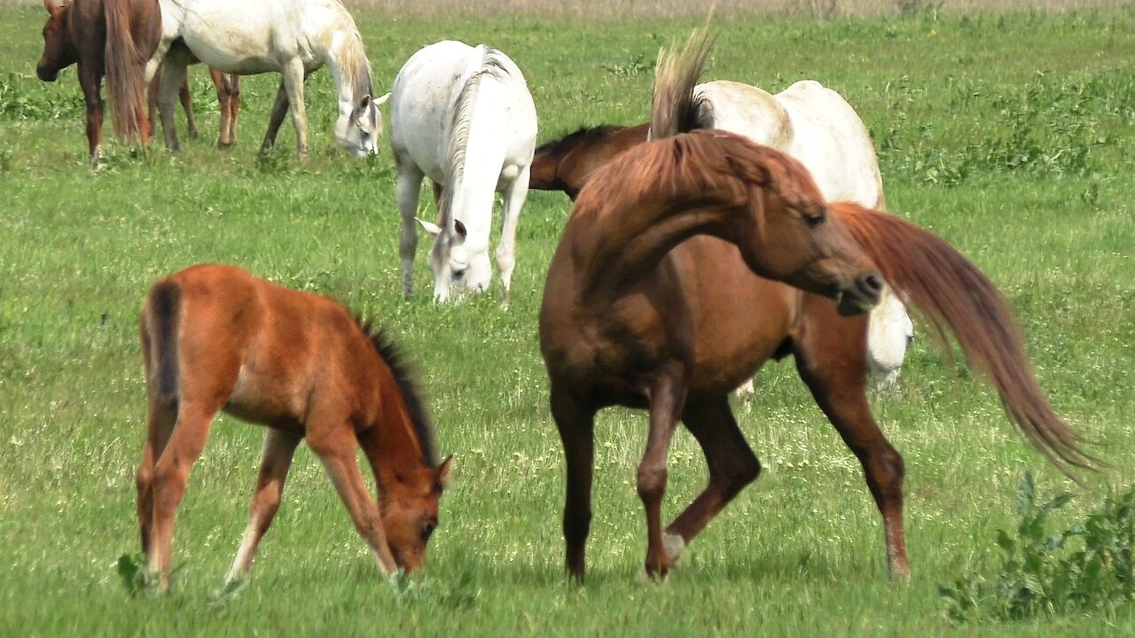 A herd of Arab horses with foals