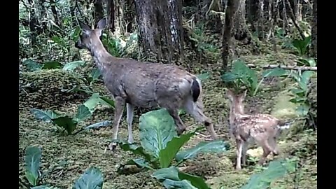 A Trail Between a Muskeg and a Ravine June 7-15