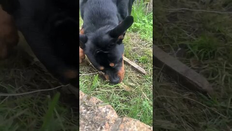 Cute Rottweiler goes for a walk #shorts #short #viral #trending #subscribe