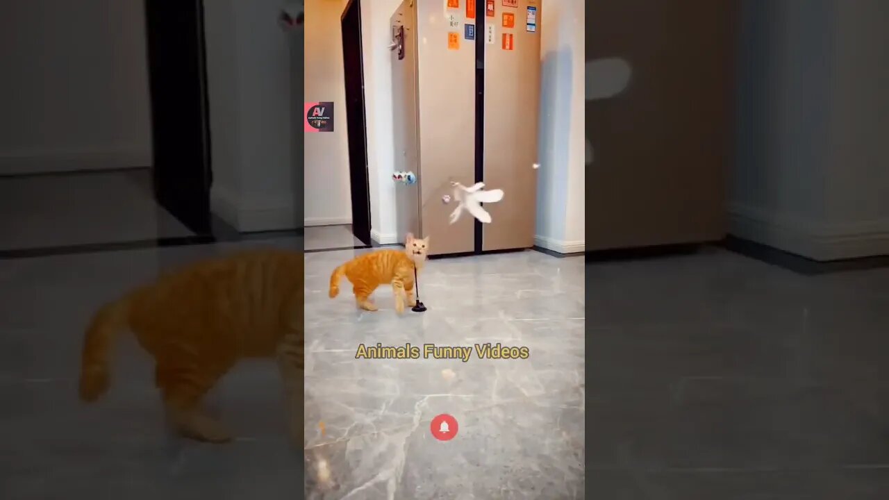 Cute Cat Toy Playing Videos Cat Funny Toy Compilation Cat Videos Animals Funny Videos #shorts
