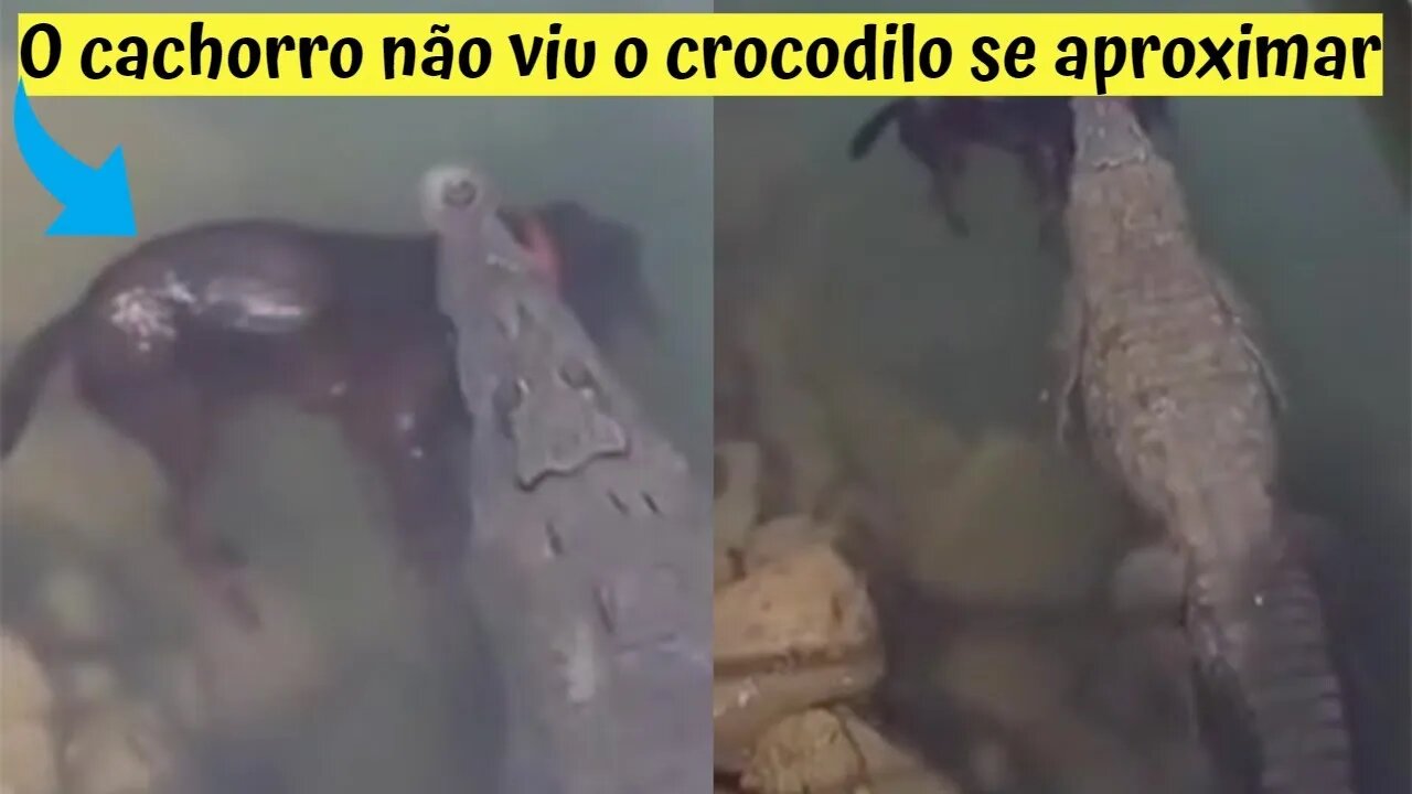 O cachorro não viu o crocodilo se aproximar!