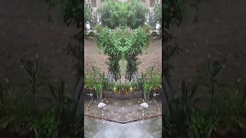 #trending #viral #video @WhatsApp #shortvideo #rain #viralvideo #sadstatus #new #india #funny #love