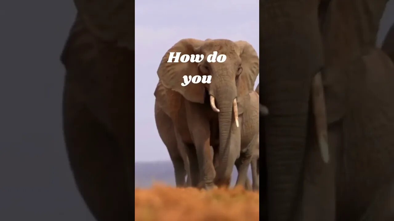 What did the elephant say? 🐘 🐘 😳 #dadjokes #adultjokes #oneliners #fyp #men #elephants