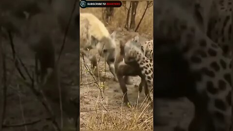 Hyena and leopard hunting warthog