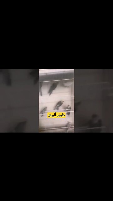 طيور ألبينو فاص أبيض كيوت روعة