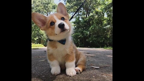 Corgi little puppies 🥰